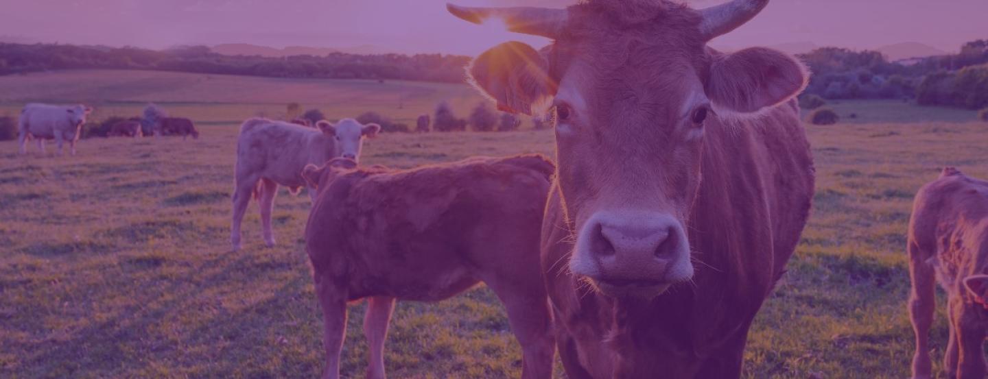 2024 Opportunities | Kisaco Research